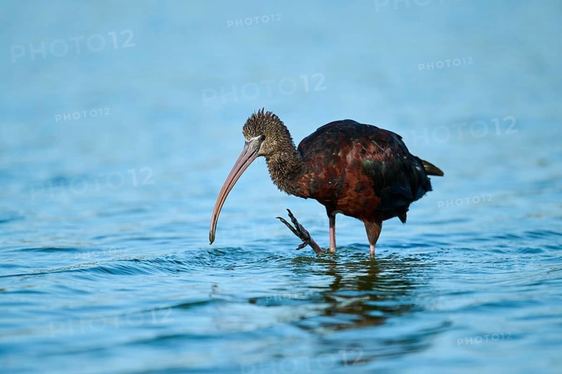 Glossy ibis (Plegadis falcinellus) standing in the water, hunting, Parc Naturel Regional de Camargue, France, Europe