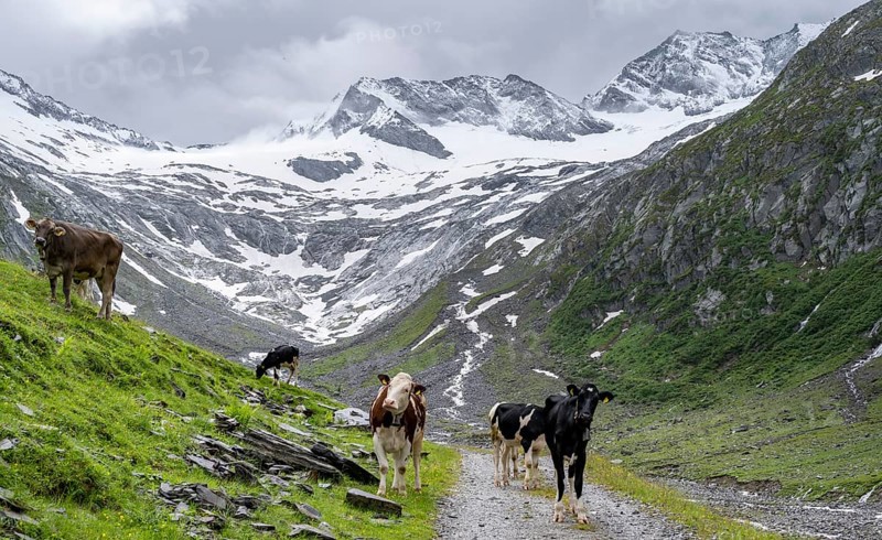 Cows on the alpine meadow, Schlegeisgrund valley, glaciated mountain peaks Hoher Weiszint and Schlegeiskees glacier, Berliner Hoehenweg, Zillertal, Tyrol, Austria, Europe