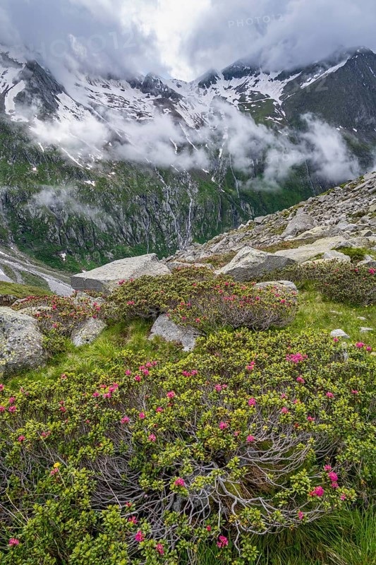 Cloudy mountain landscape with blooming alpine roses, view of rocky and glaciated mountains with summit Hochsteller, Furtschaglhaus, Berliner Hoehenweg, Zillertal, Tyrol, Austria, Europe