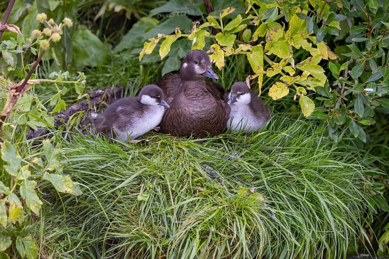 Harlequin duck (Histrionicus histrionicus), female, with young, in the grass, Laxa River, Lake Myvatn, Iceland, Europe