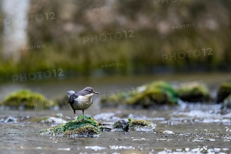 A dipper hunting, Hoennetal, Sauerland, North Rhine-Westphalia, Germany, Europe