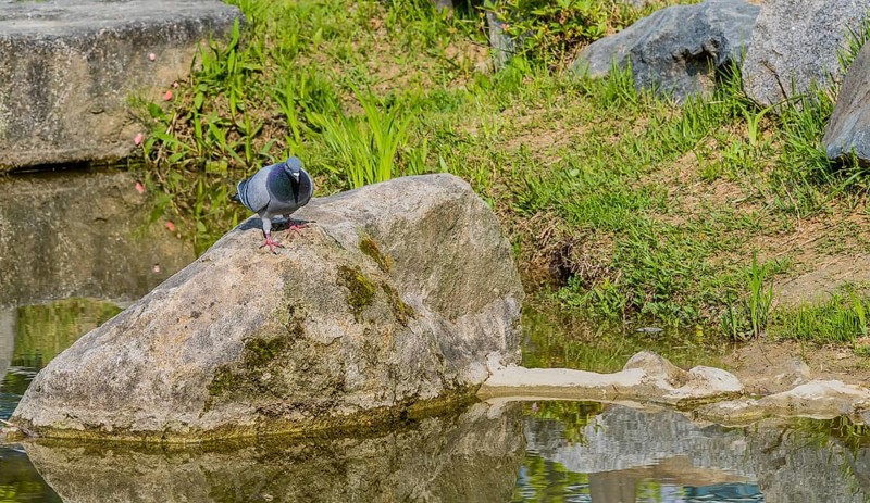 Beautiful rock pigeon standing on large boulder next to a small pond