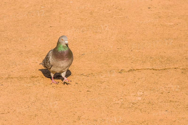 Single grey rock pigeon with rings of green and maroon on it neck standing on paved walkway on sunny morning