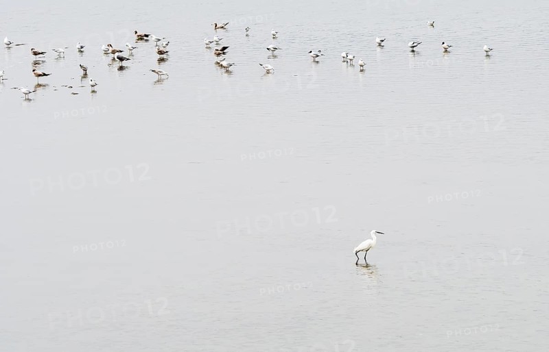 White snow egret standing in shallow water of lake with flock of seagulls in background