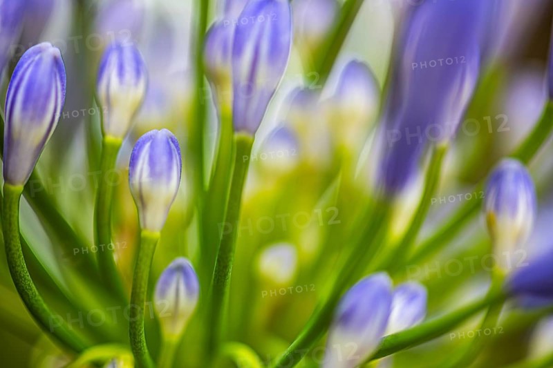 Blue flowers of an ornamental lily (Agapanthus), Capolieveri, Elba, Tuscan Archipelago, Tuscany, Italy, Europe
