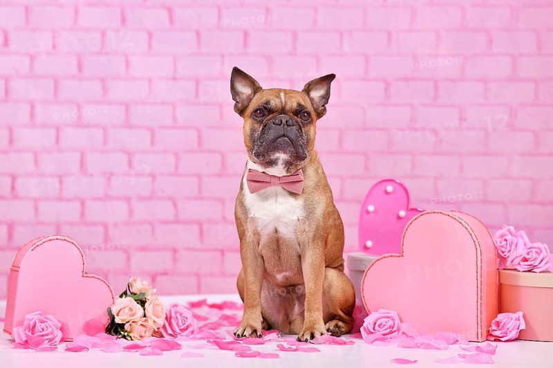 Valentine's day dog. French Bulldog with bow tie surrounded by pink and red seasonal decoration like gift boxes and rose flowers