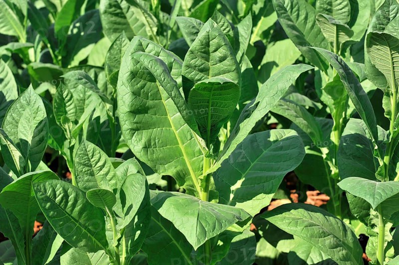 Tobacco plantation, tobacco leaves, tobacco plant (Nicotiana), tobacco cultivation in Valle de Vinales National Park, Vinales, Pinar del Rio Province, Cuba, Greater Antilles, Caribbean, Central America