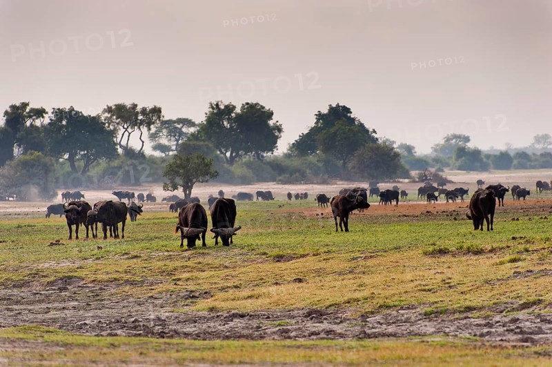 Herd of african buffalo (Syncerus caffer), aggressive, landscape, safari, free-living, wilderness, Chobe National Park, Botswana, Africa