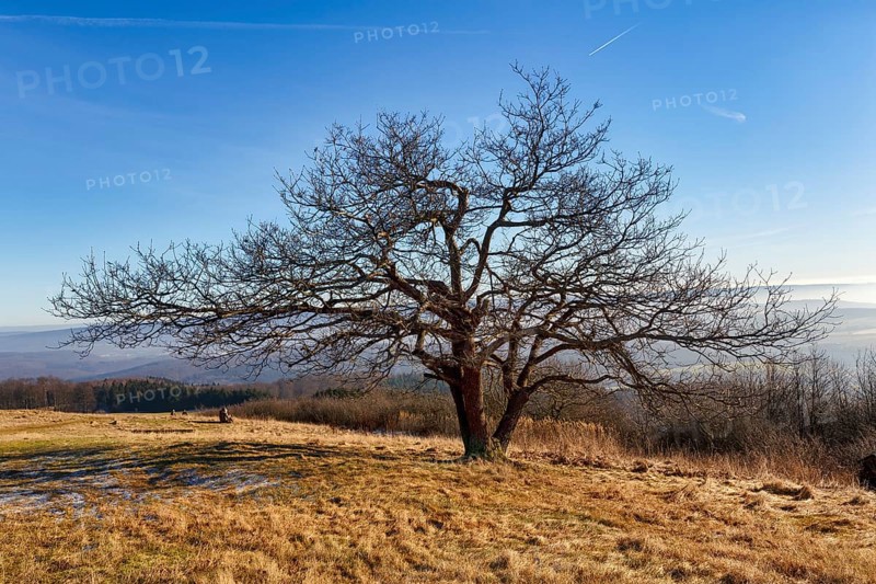 Single bare oak tree (Quercus), solitary oak on a mountain top, walker, sunny winter weather, Koeterberg, Luegde, Weserbergland, North Rhine-Westphalia, Germany, Europe, Image ID: 7225835, Europe