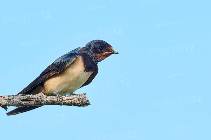 Barn swallow (Hirundo rustica) youngster sitting on a branch, Camargue, France, Europe