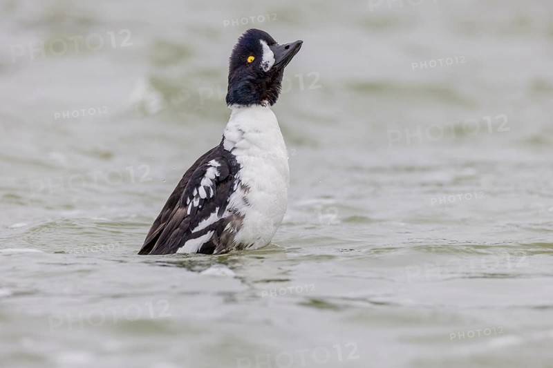Barrow's goldeneye (Bucephala islandica), male stretching, Laxa River, Lake Myvatn, Iceland, Europe