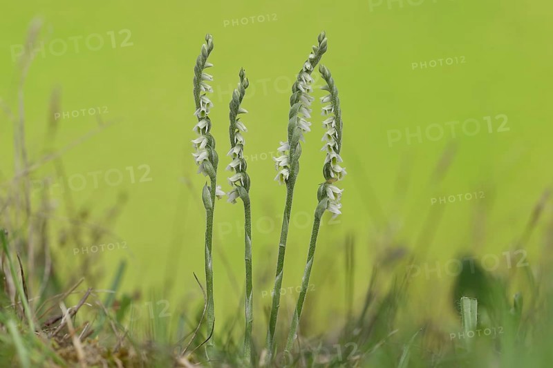 Autumn helleborine (Spiranthes spiralis), small orchids, very rare, group of flowers on a nutrient-poor meadow, Hesse, Germany, Europe