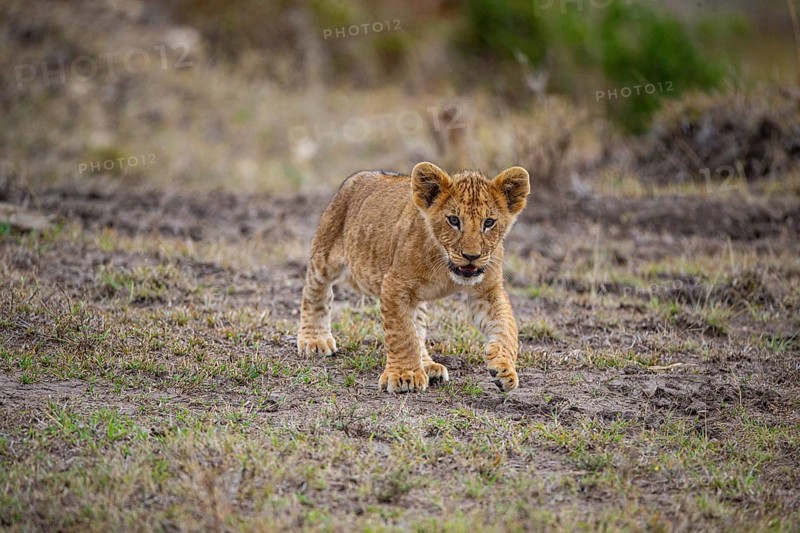 Lion (Panthera leo) Masai Mara Kenya