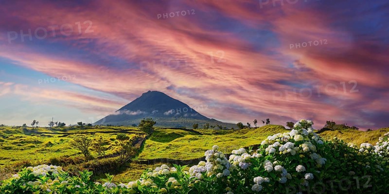 Colourful sunset over the volcanic cone of Pico and a magnificent hedge of hydrangeas in the foreground, Madalena, Pico, Azores, Portugal, Europe