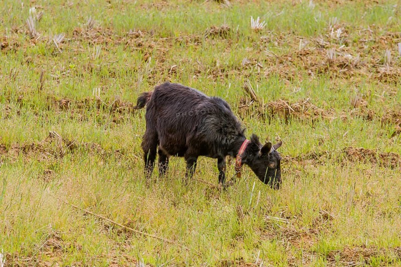 Young black Bengal goat with red collar attached to rope around neck grazing in an open field