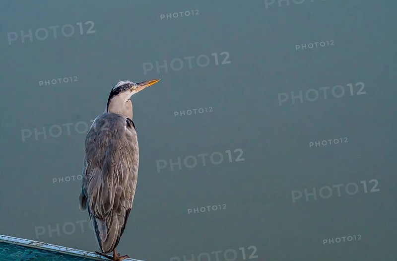 Closeup of gray heron standing on one leg on a plastic canopy against an overcast sky