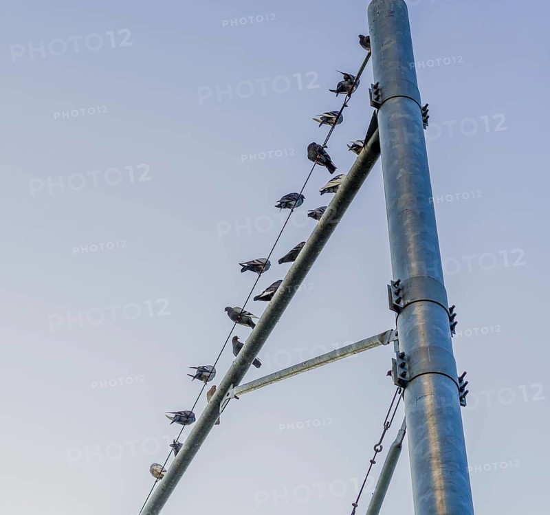 Flock of pigeons sitting on metal traffic pole against a blue sky