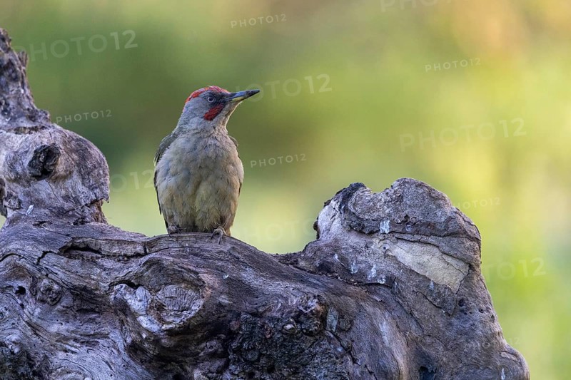 Iberian green woodpecker (Picus viridis sharpei) (Picus sharpei), male, province of Castile-Leon, Spain, Europe