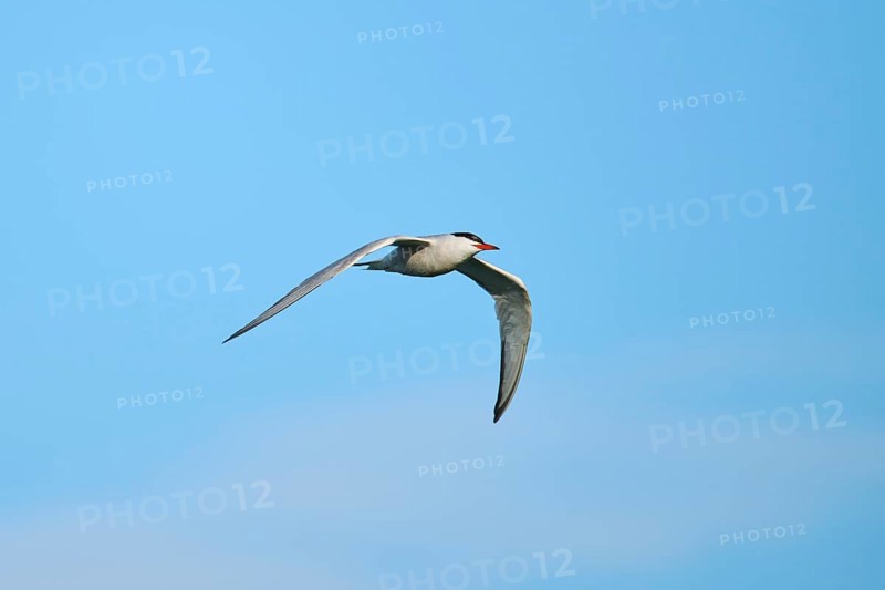 Elegant tern (Thalasseus elegans) flying in the sky, Parc Naturel Regional de Camargue, France, Europe