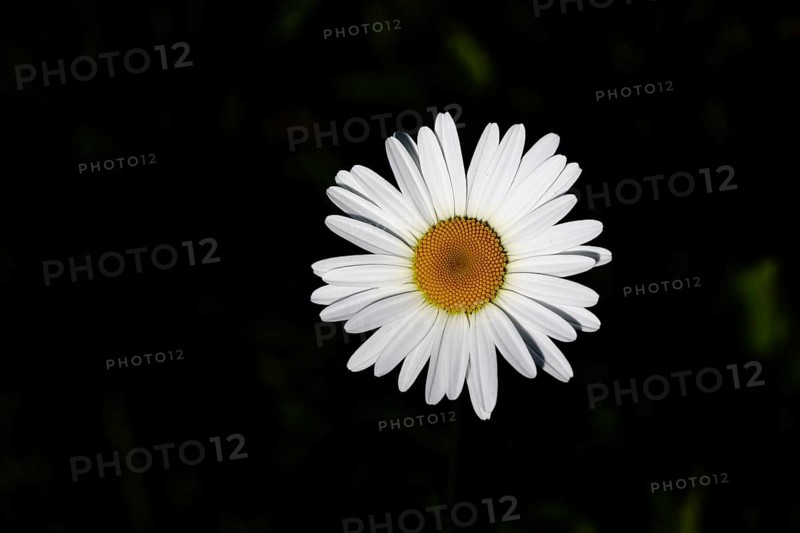 Low-nutrient meadow daisy Low-nutrient meadow daisy (Chrysanthemum leucanthemum), flower against a black background, Wilnsdorf, North Rhine-Westphalia, Germany, Europe