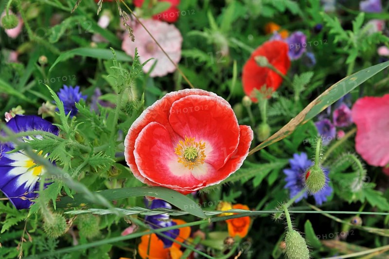 Colourful flower meadow, Schwaebisch Gmuend, Baden-Wuerttemberg, Germany, Europe
