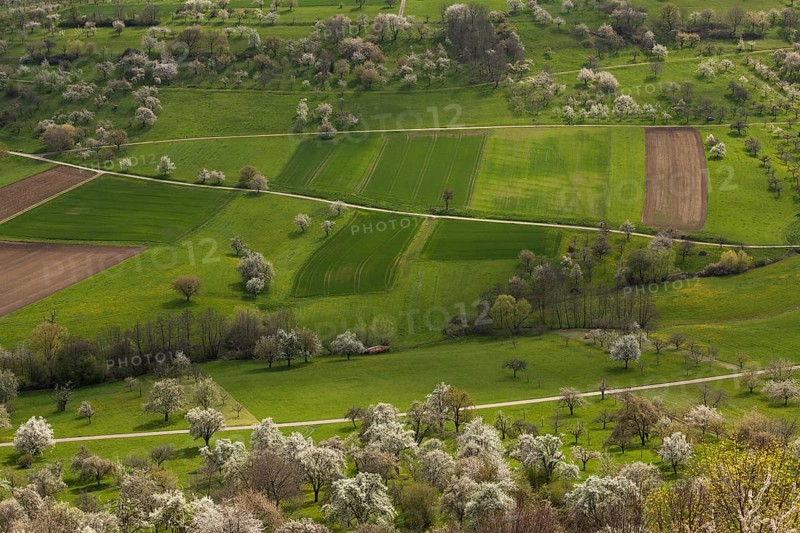 Orchard meadows near Weilheim an der Teck, Swabian Alb. Cherry blossom, apple blossom and pear blossom in full splendour