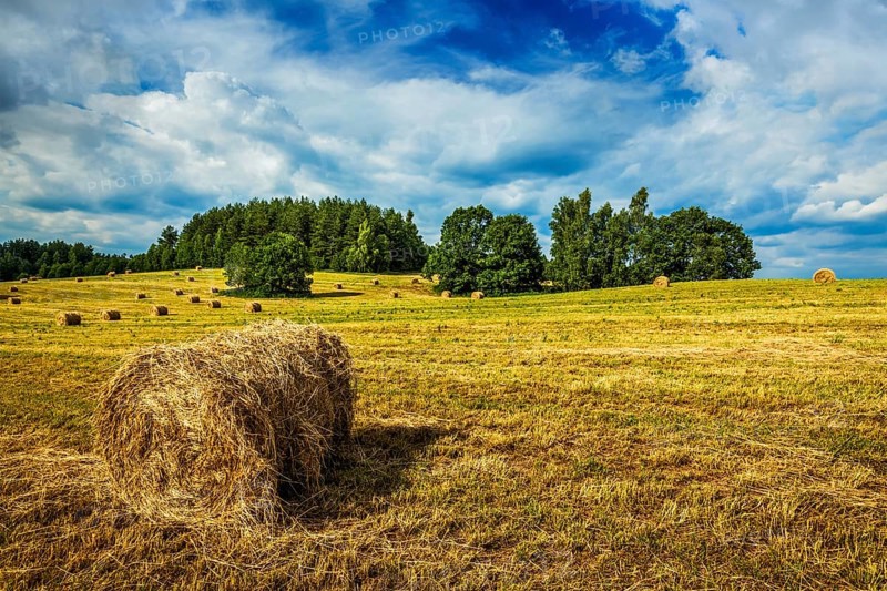 Agriculture background, Hay bales on field in summer