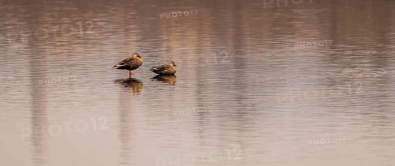 Two Eastern spot-billed ducks in a lake in South Korea