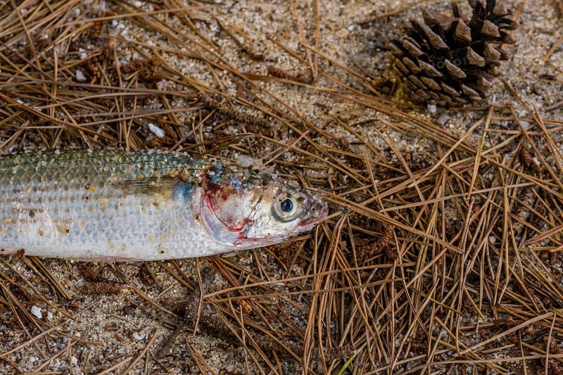 Dead bass with blood around giles laying on pile of pine needles on sandy beach with pine cone