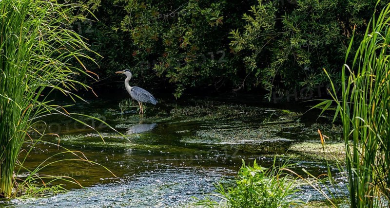 Little blue heron standing in a shallow river with green foliage in the background