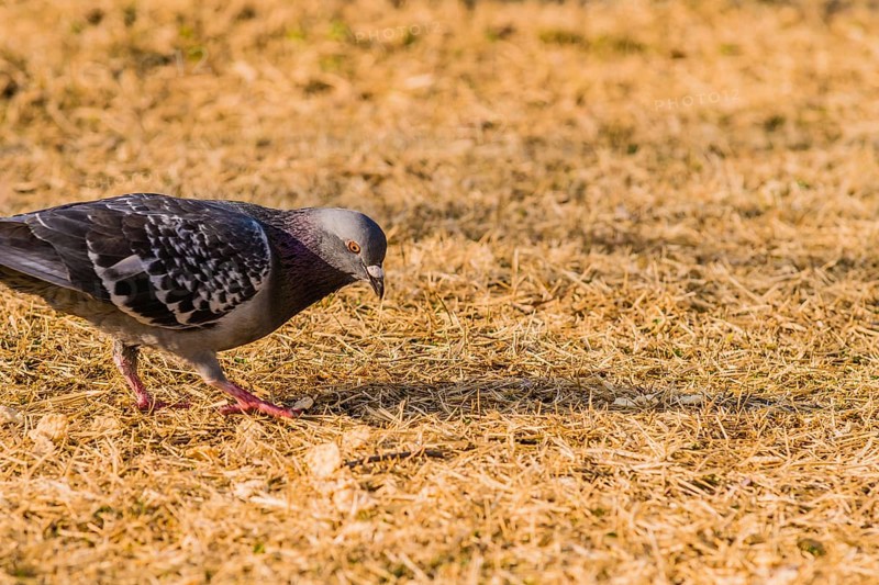 Close up of pigeon on the ground looking for food in dry brown grass