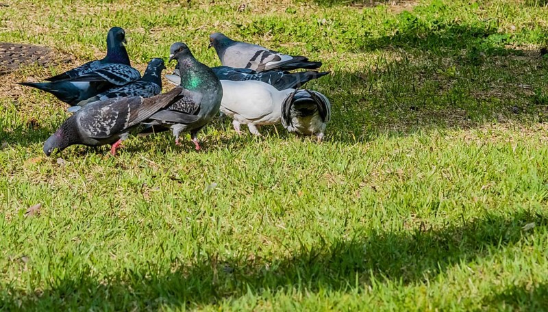 Flock of pigeons on the ground feeding in a park on a sunny morning