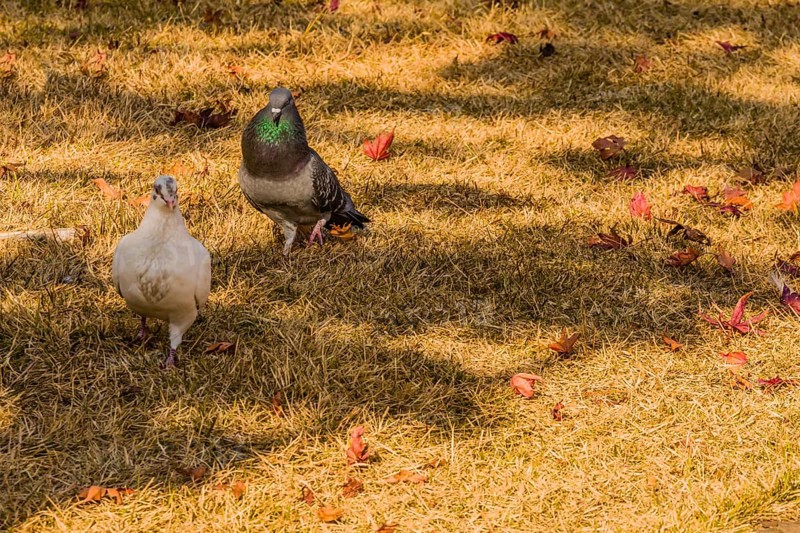 Closeup of a white pigeon standing together with a grey pigeon that has maroon and green rings on its next