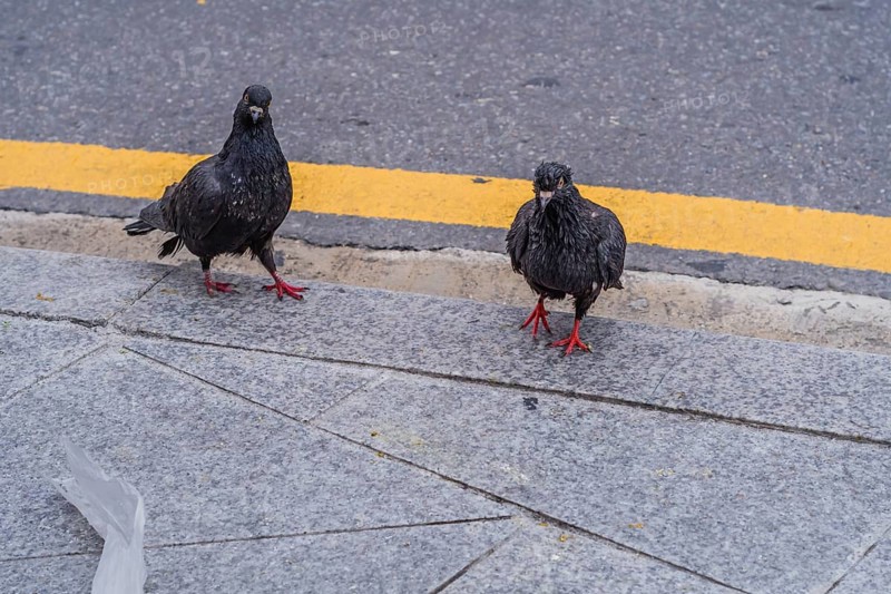 Two scruffy looking black pigeons on edge of sidewalk next to street