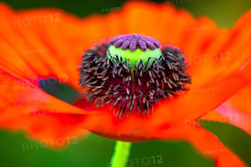 Red flower with pistil of the Turkish poppy (Palaver orientale), Botanical Garden, Munich, Upper Bavaria, Bavaria, Germany, Europe