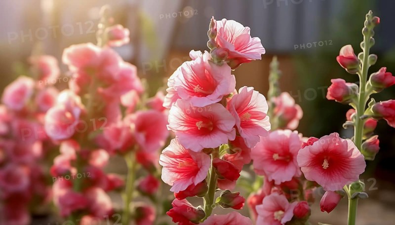 Sunlit pink hollyhocks bloom in a serene garden setting, AI generated