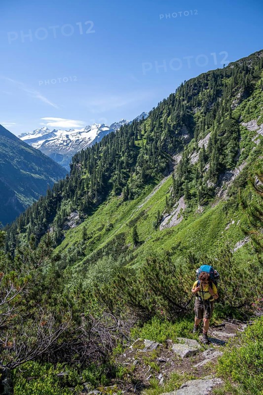 Mountaineer on hiking trail through mountain pines, Berliner Hoehenweg, behind summit Grosser Moeseler and Hornspitzen, Zillertal Alps, Tyrol, Austria, Europe