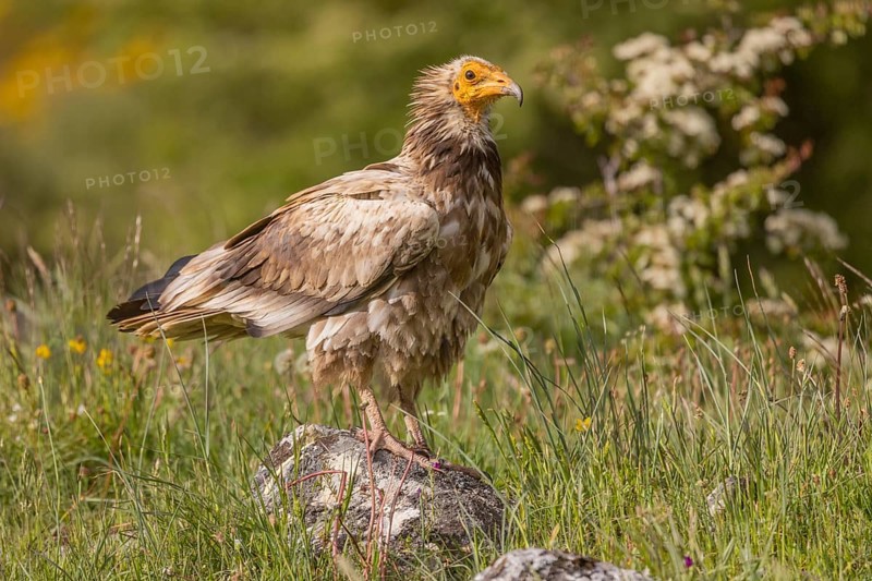 Juvenile Egyptian Vulture (Neophron percnopterus), Castilla y Leon province, Picos de Europa, Spain, Europe