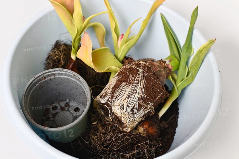 Rootbound root ball with soil of tulip plants in bucket