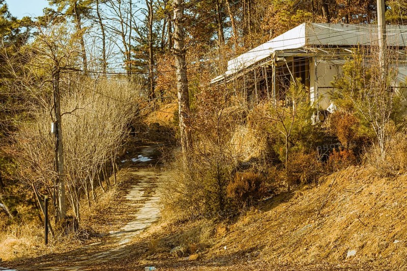 Old abandoned white building next to a disused piece of road surrounded by bushes, trees and old electrical poles on a sunny afternoon