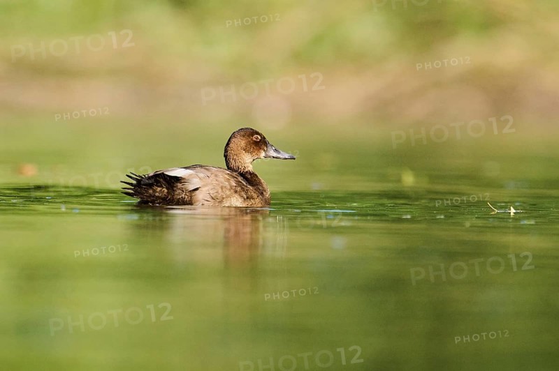 Common pochard (Aythya ferina) swimming on a lake, Bavaria, Germany, Europe