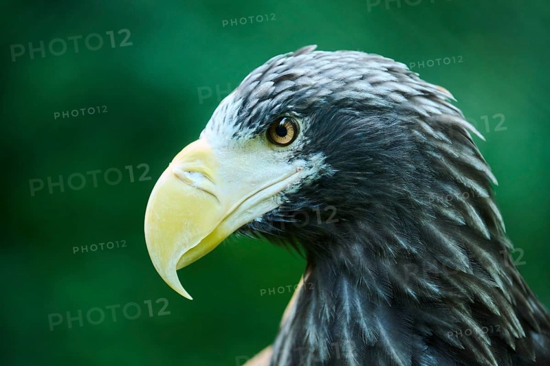 Steller's sea eagle (Haliaeetus pelagicus) portrait, captive, Germany, Europe