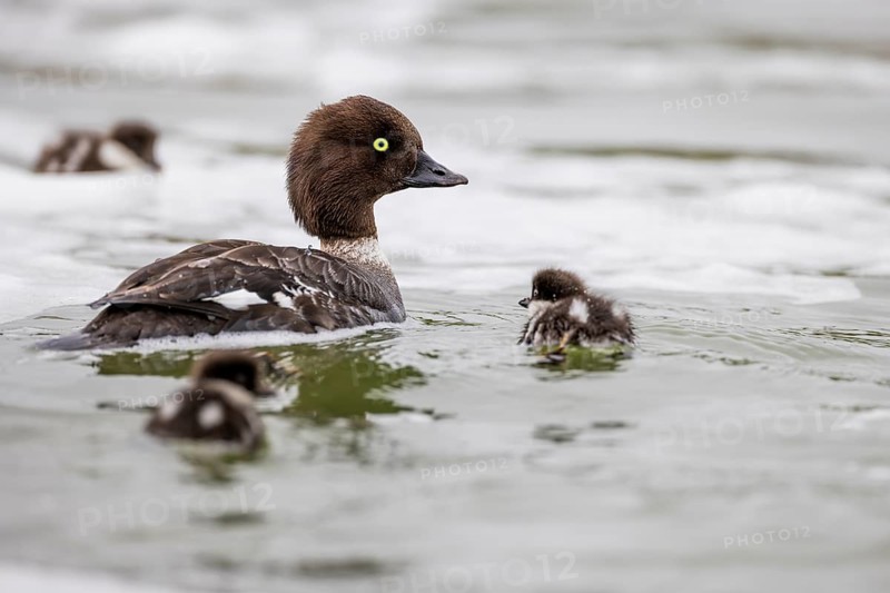 Barrow's goldeneye (Bucephala islandica), female with chicks, young birds, Laxa River, Lake Myvatn, Iceland, Europe