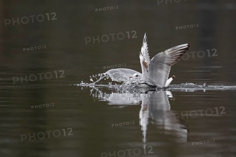 A black-headed gull making a belly landing, Lake Kemnader, Ruhr area, North Rhine-Westphalia, Germany, Europe