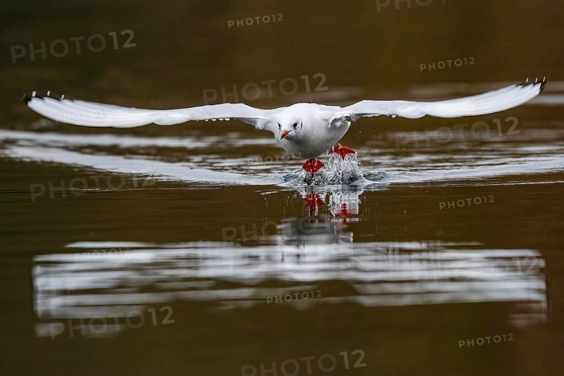 A black-headed gull in flight, Lake Kemnader, Ruhr area, North Rhine-Westphalia, Germany, Europe