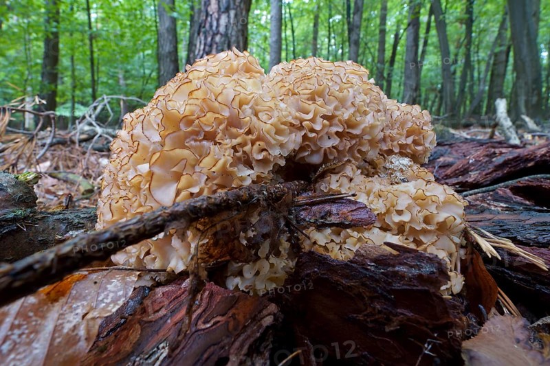Wood cauliflower fungus (Wood Cauliflower crispa), Hesse, Germany, Europe
