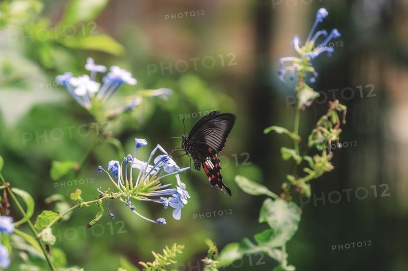 A butterfly with red and black dots on a flower, Krefeld Zoo, Krefeld, North Rhine-Westphalia, Germany, Europe