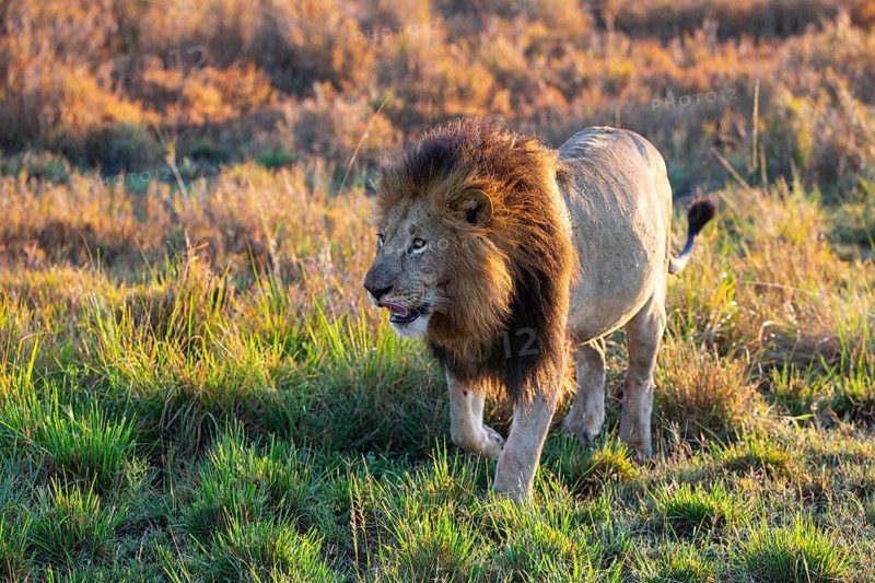 Lion (Panthera leo) Masai Mara Kenya