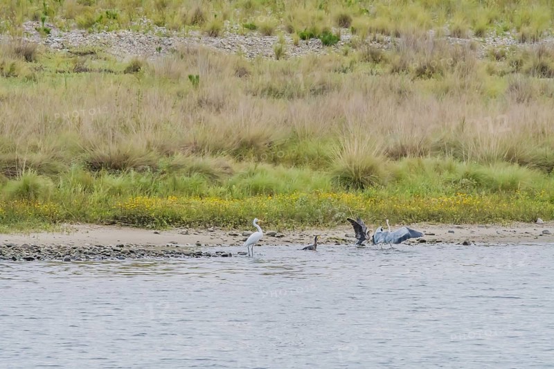 Little egret standing in shallow water with adult cormorants with wings extended nearby
