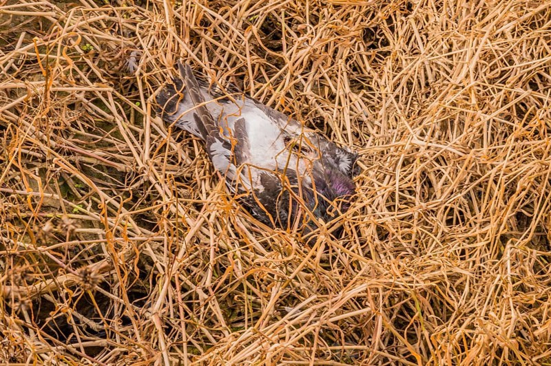 Carcass of a dead fish laying in brown grass